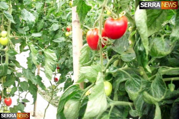 Paty do Alferes realiza oficina de produção de tomates orgânicos