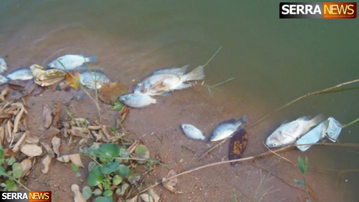 Peixes aparecem mortos no Lago de Javary